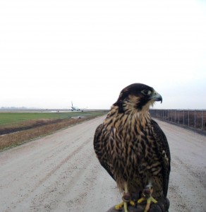 Dash is one of three new raptors that will be used to deter wild and flocking birds from gathering on or near YVR’s airfield.