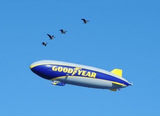 Four Canada geese welcome The Goodyear Tire & Rubber Company's newest blimp to the air during its first flight on March 17, 2014. Photo: courtesy Goodyear.