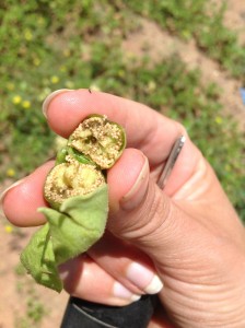Seeds from a hybrid tobacco plant grown on a test farm for aviation biofuel in Limpopo province, South Africa. (Photo credit: Sunchem South Africa)