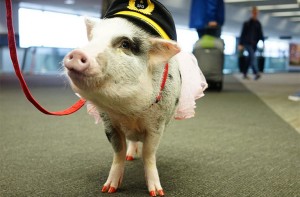LiLou is the first known airport therapy pig in the U.S. Photo: Future Travel Experience.