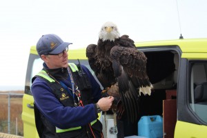 Raptors can be distinguished by their hooked beaks, feet with sharp, curved claws and keen eyesight.