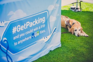 Horatio is a guide dog for one of the airport's employees.