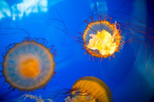 An 1,800-litre jellyfish aquarium can also be found at YVR.